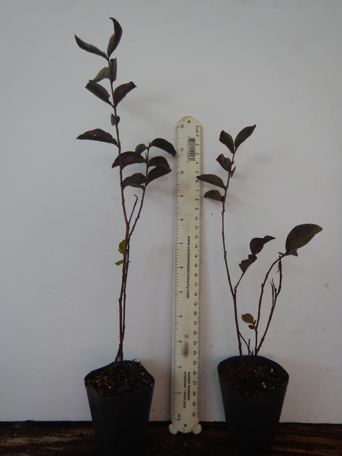 Live Plant - Ruby Thunderstruck Crape Myrtle Starter Lagerstroemia Rooted Starter Plant