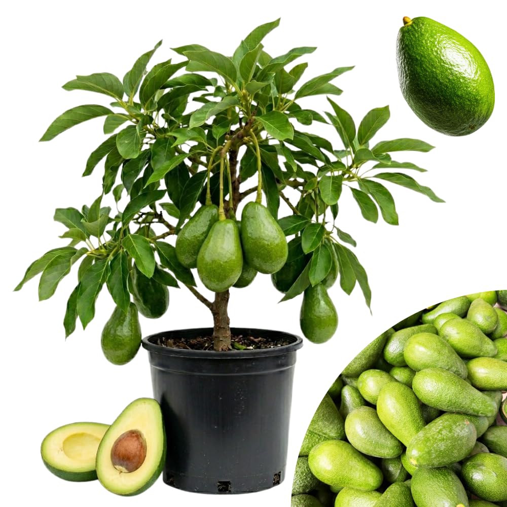 Green Avocado Tree, Avocado Trees Live Plants in 3 Gallon Pot, Fruit Bearing Plant for Outdoor Garden, 1-2 Feet Tall, No CA