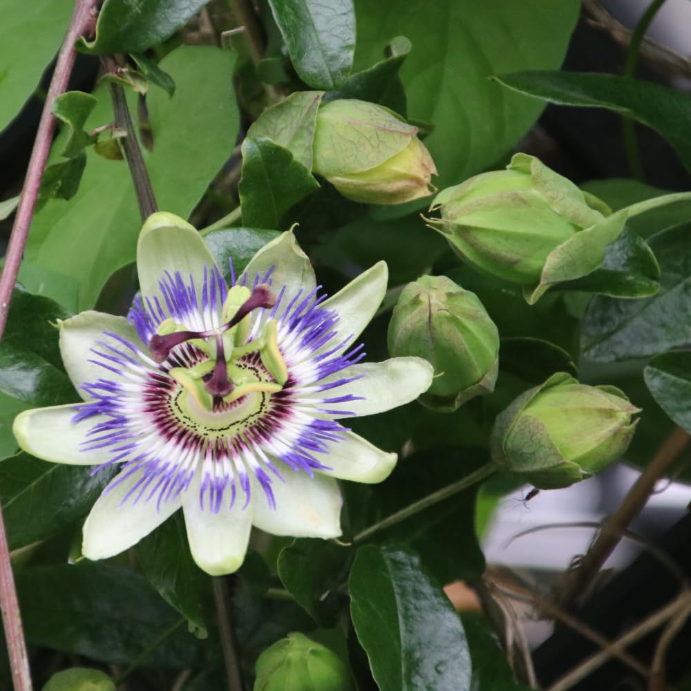 Set 2 Blue Passion Flower Vine Plants - Live Passion Flowers Plants for Outdoor Garden, 4 to 8 Inch Tall Size, Fragrant Flowers, No Pot