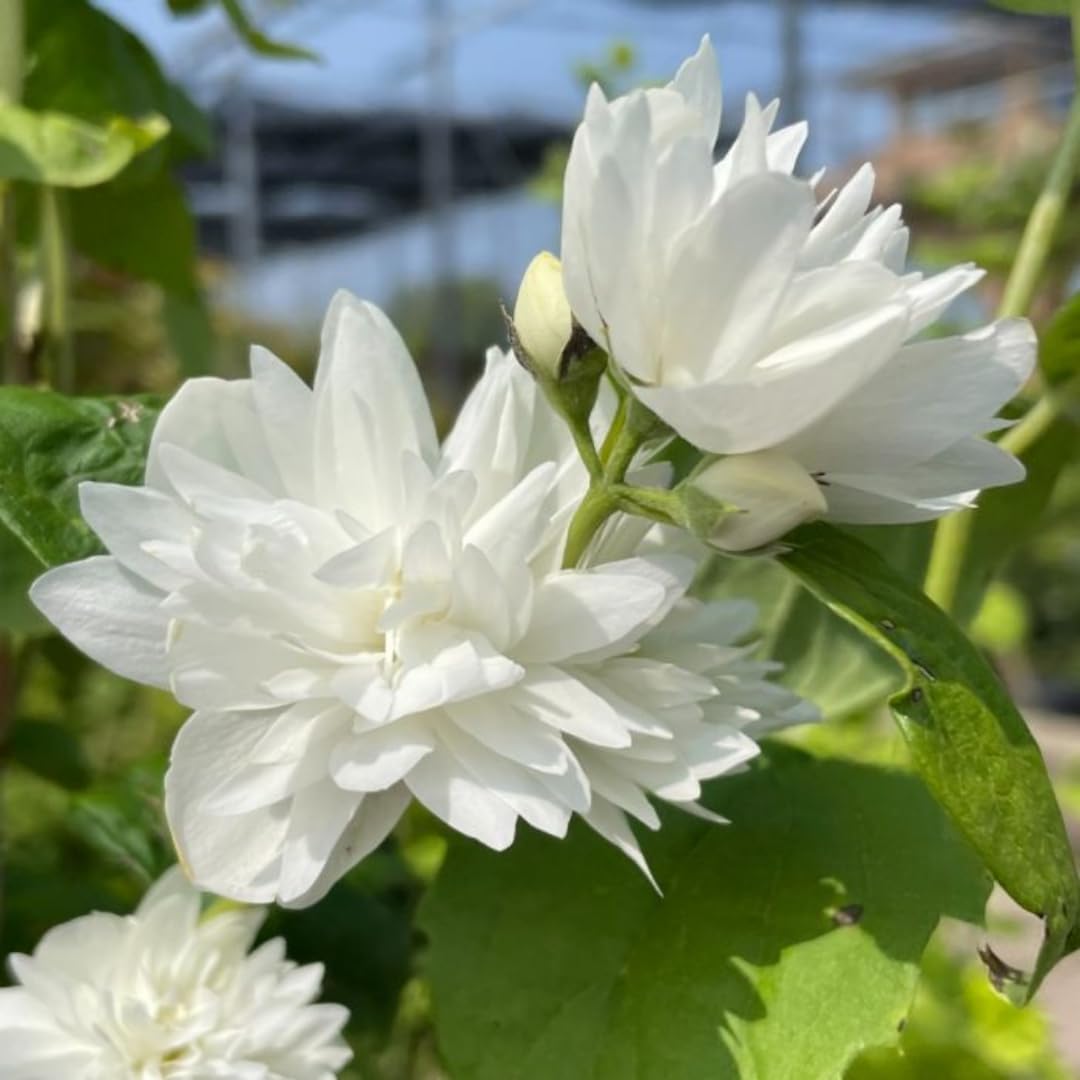 1 Year Old Philadelphus Mock Orange Bush Tree Live Plant, Very Fragrant, Cold Hardy, Dormant in Winter