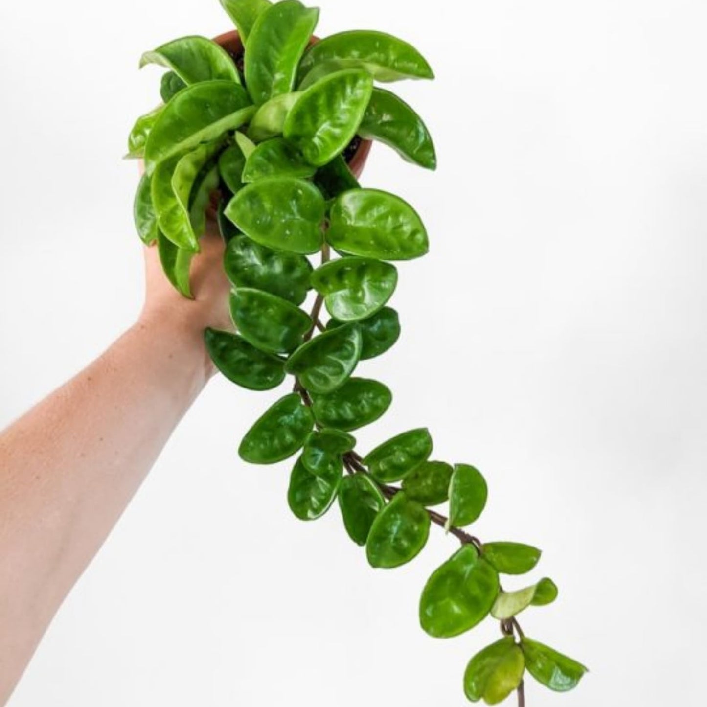 Hoya Plant, Hoya Live Plant, Rare Hoya House Plant Live 4 to 7 Inches Height, No Pot, Vine Hoya Plant