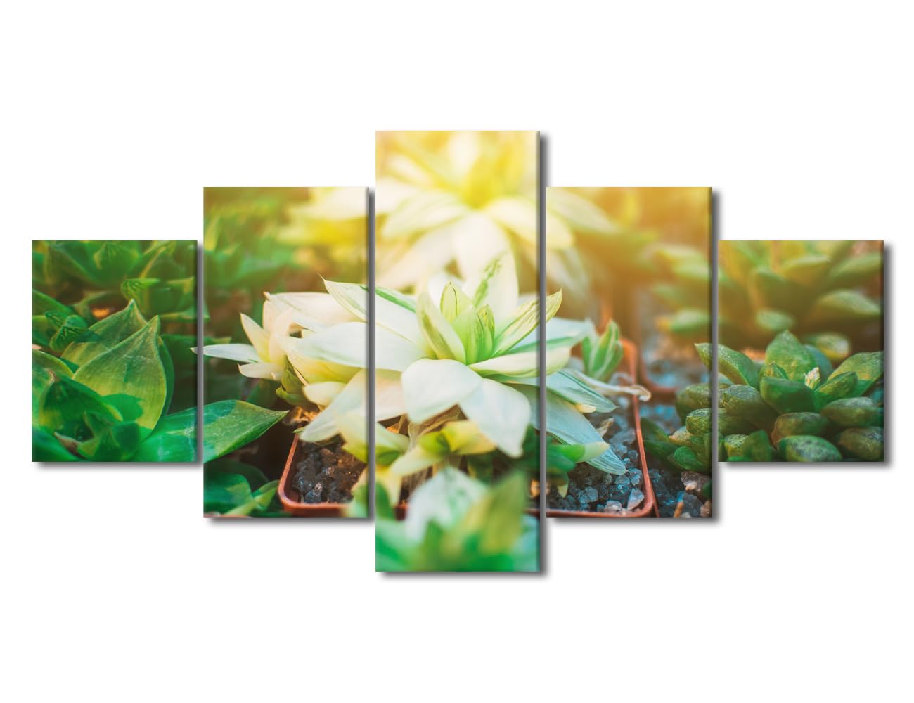 Framed Wall Art 5 Panel Collection of Succulents, Cacti, Echeveria Kalanchoe and Succulent House Plants Poster for Living Room, Wooden Framed Gallery-Wrapped Ready to Hang, 60" Wx32 H