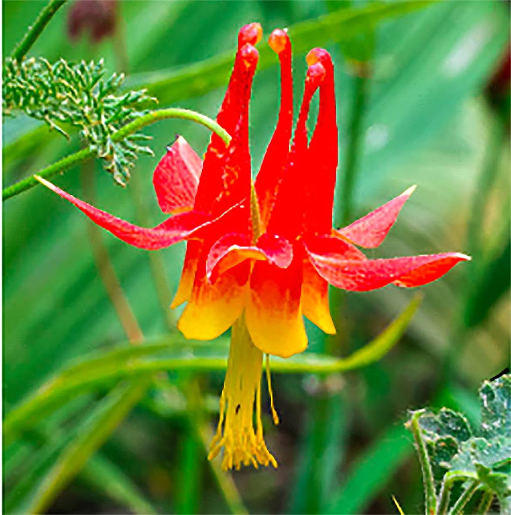 McKana Giant Hybrid Columbine Seeds - A Favorite Perennial Wildflower