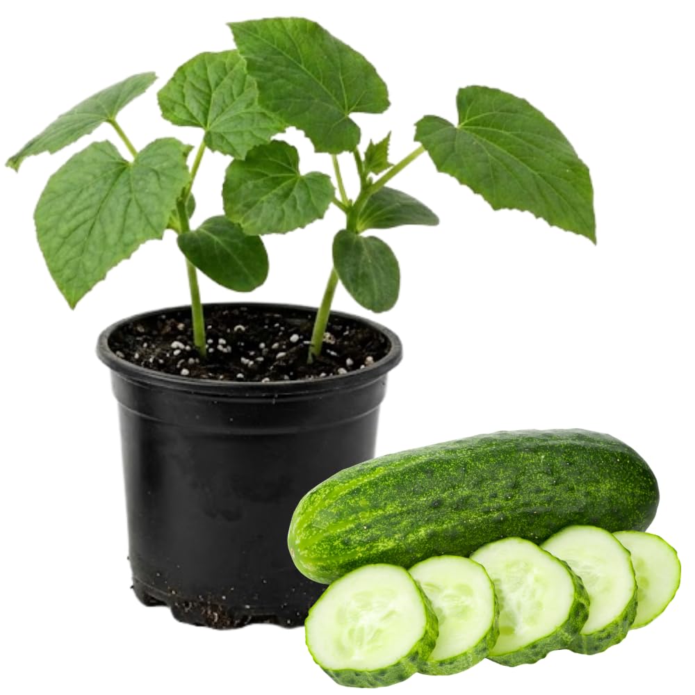 Marketmore Cucumber Plants in 4 Inch Pot, 2 Plants per Pot, 4-6" Tall Cucumber Plants Live for Planting Outdoor