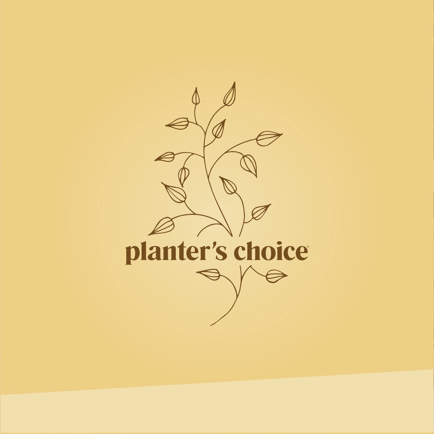 Bonsai Starter Kit - Gardening Mothers Day Gifts for Women & Men - Bonsai Tree Growing Garden Crafts Hobby Kits for Adults, Unique DIY Hobbies for Plant Lovers - Unusual Gifts Ideas Mom, Her, Friend