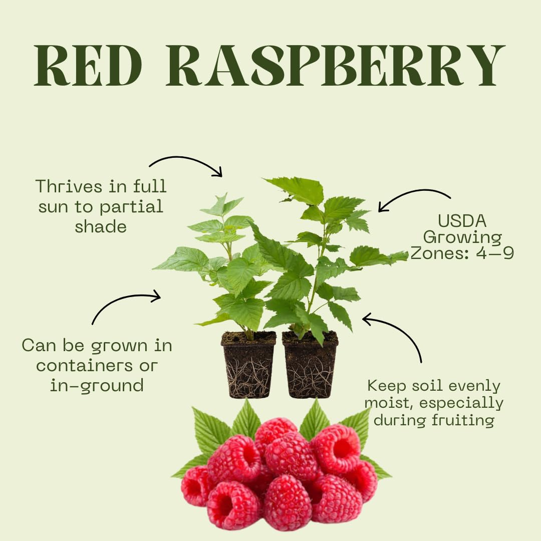 Set of 2 Raspberry Plants Live, Sweet Raspberry Bushes, 5-8 Inches Tall, Well-Rooted, Ready for Growing (Red Raspberry)