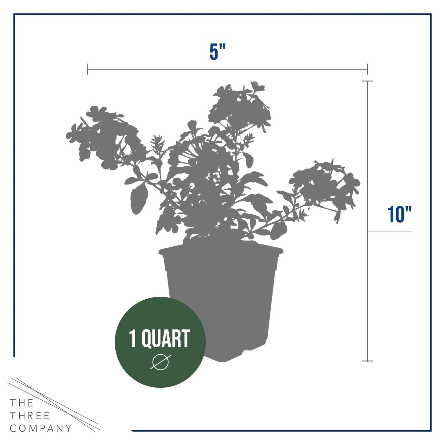 Live Hardy Plumbago 2-Pack – Blue Flowers – Sun Groundcover Perennial, Late Summer Color, 10” Tall, 1 Qt Pot