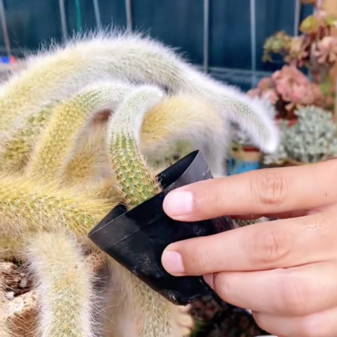 Trailing Monkey Tail Cactus Live Plant, Monkeys Tails Cactus for Hanging Basket, Size Starter in 2" Pot, Rare Succulent for Planting