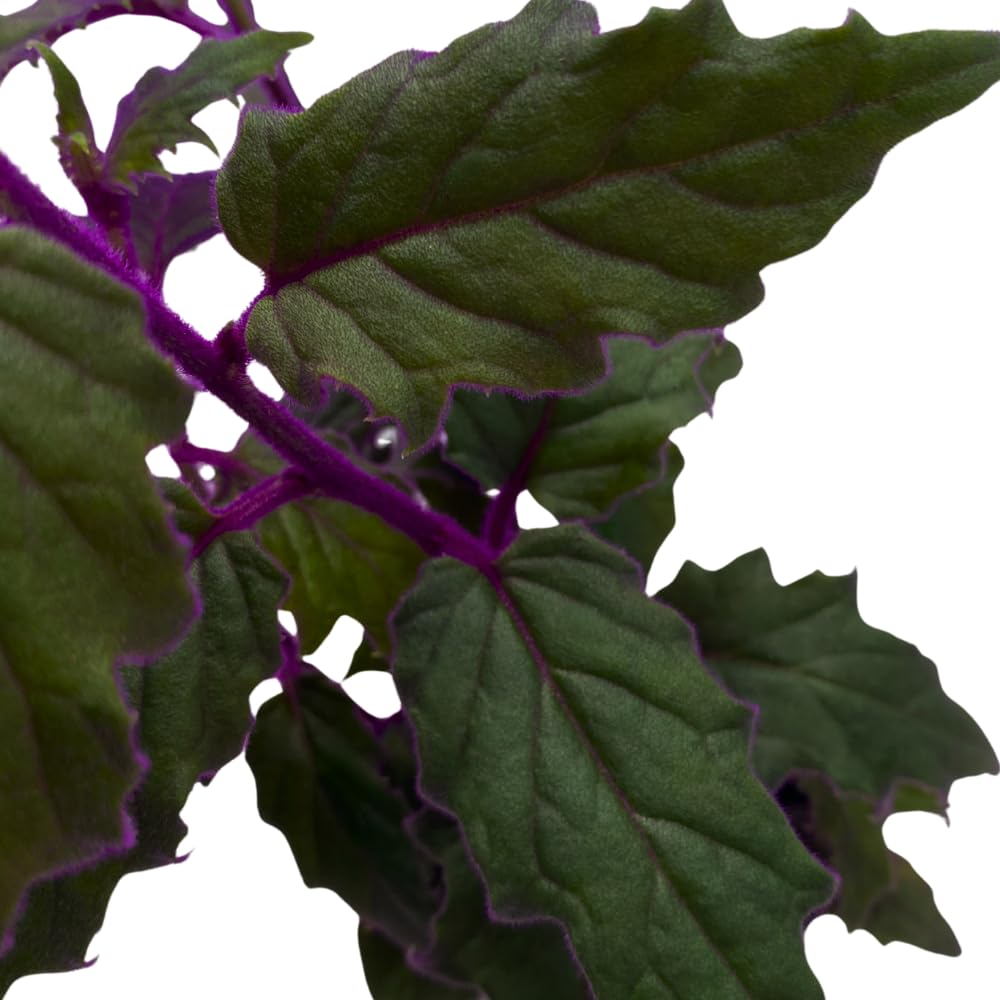 BubbleBlooms Purple Passion Velvet Plant Gynura Aurantiaca in a 4 inch Pot
