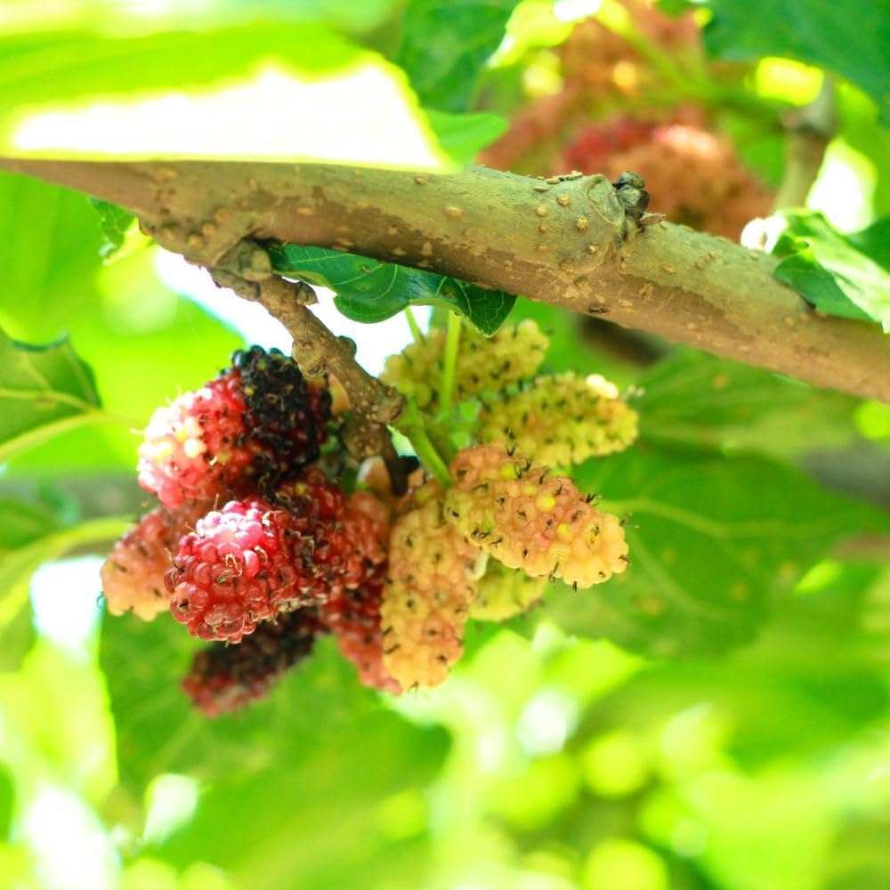 Dwarf Everbearing Mulberry Tree Live Plant for Planting, Mulberry Tree, Everbearing Fruit Tree, 4-7" Tall Plant