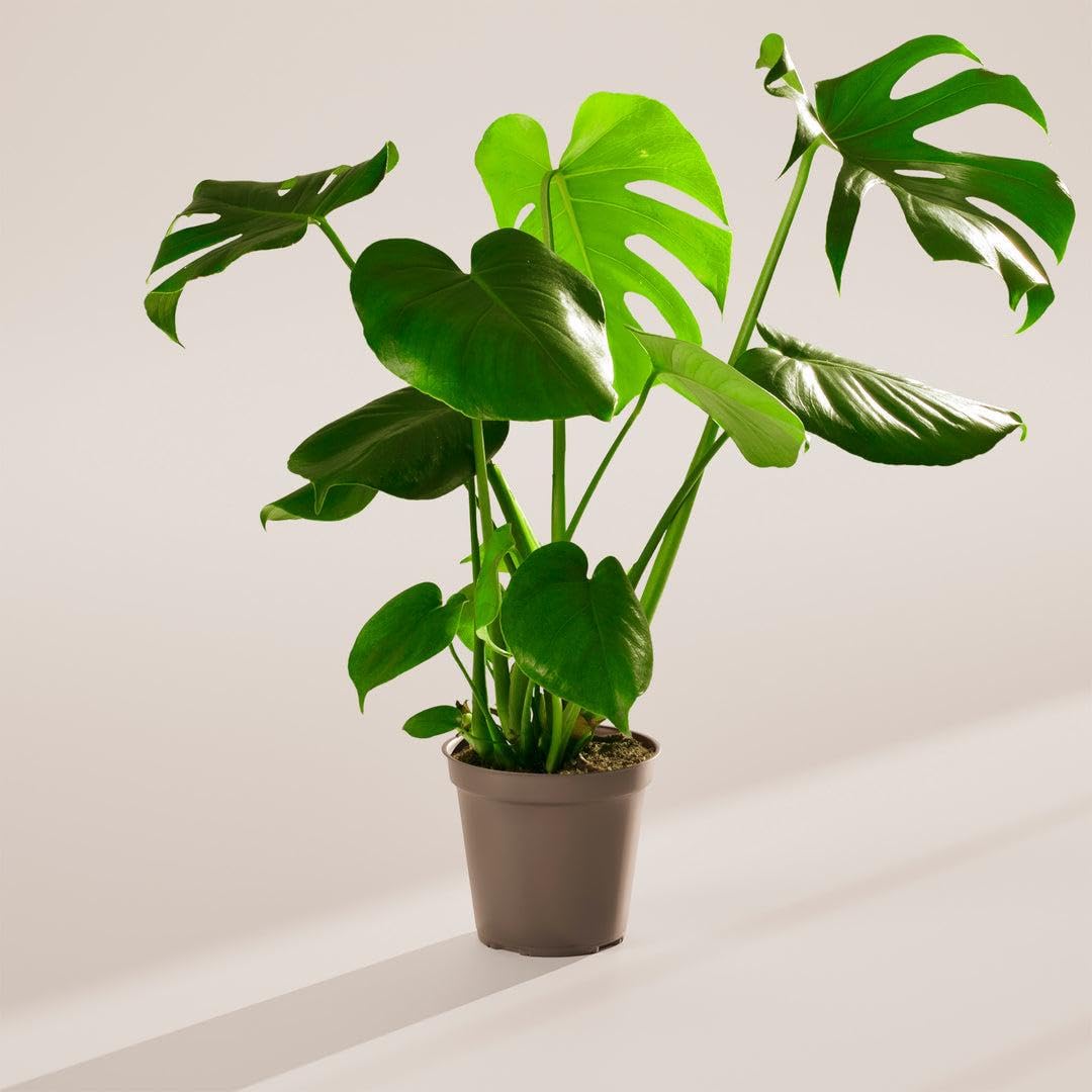 RedCrocus - RedCrocus Swiss Cheese Plant Monstera deliciosa - Indoor Tropical Foliage, Office Decor, Plant Lover Gift 12" Pot