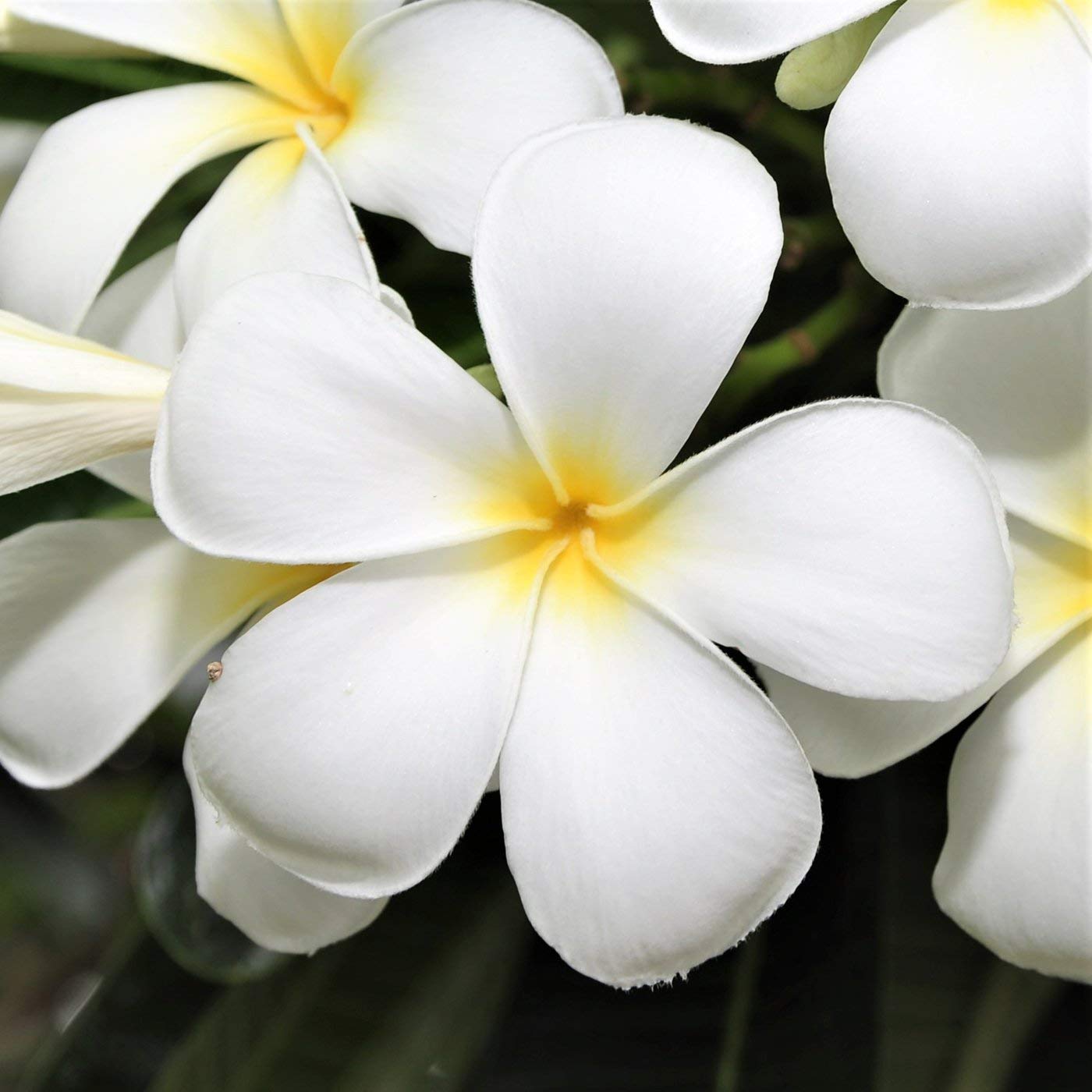 White Plumeria Live Plant - Easy Care Tropical Houseplant with Fragrant Flowers, Hawaiian Indoor Outdoor Plant Cutting for Home Garden