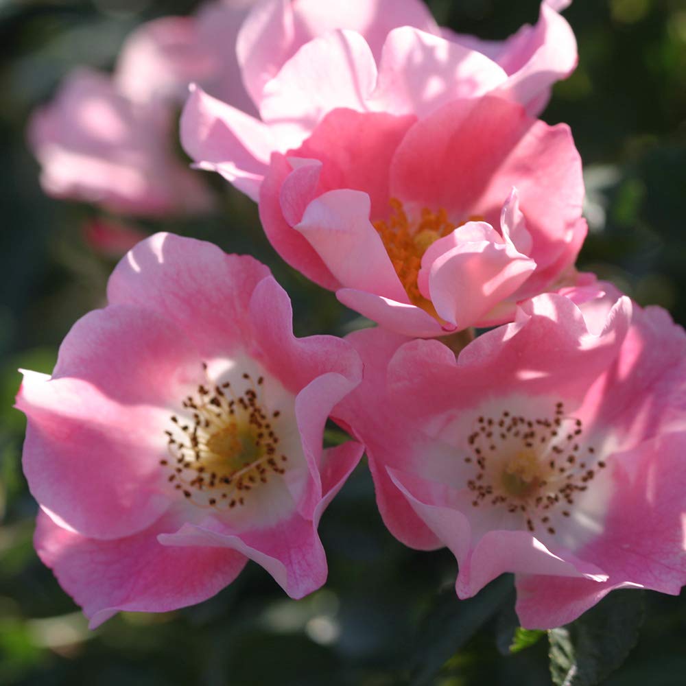 Heirloom Roses Pink Rose Bush - Carefree Delight® Live Landscape Rose Plant for Outdoor Planting