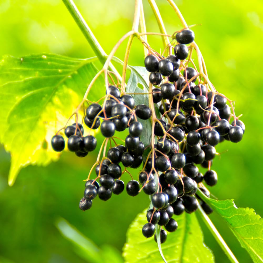 2 American Elderberry Bush, Black Elderberries Plants Live for Planting, 6 to 12 Inch Height, Live Elderberry Tree