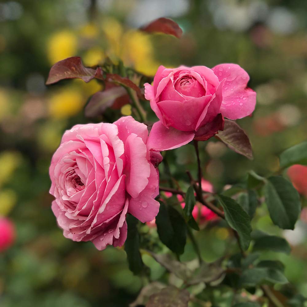 Heirloom Roses Live Fragrant Rose Plant - Sister Emmanuelle™ Pink Hybrid Tea Rose Bush for Planting Outdoors