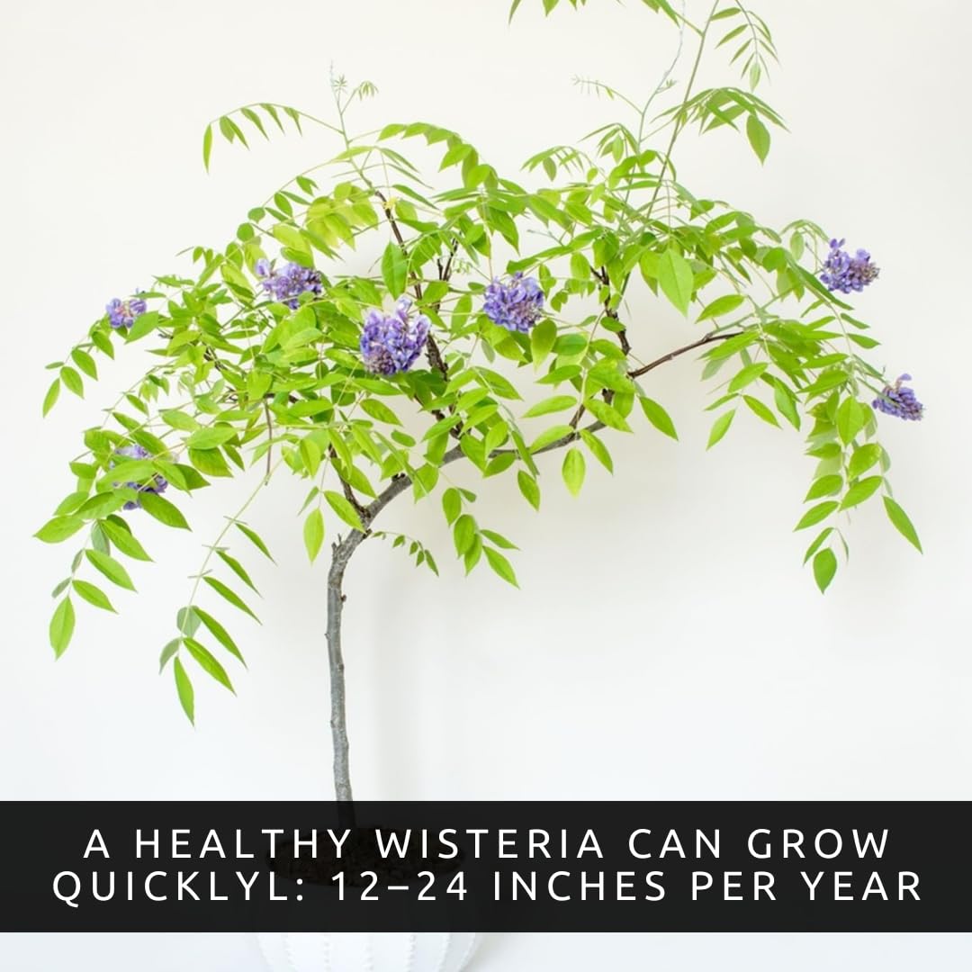 2 Wisteria Live Plants 1–2 Ft Tall – Flowering Wisteria Vine (Wisteria Floribunda) – Fast Growing Climbing Plant for Garden, Trellis, Pergola & Bonsai Training (2 Live Plants)