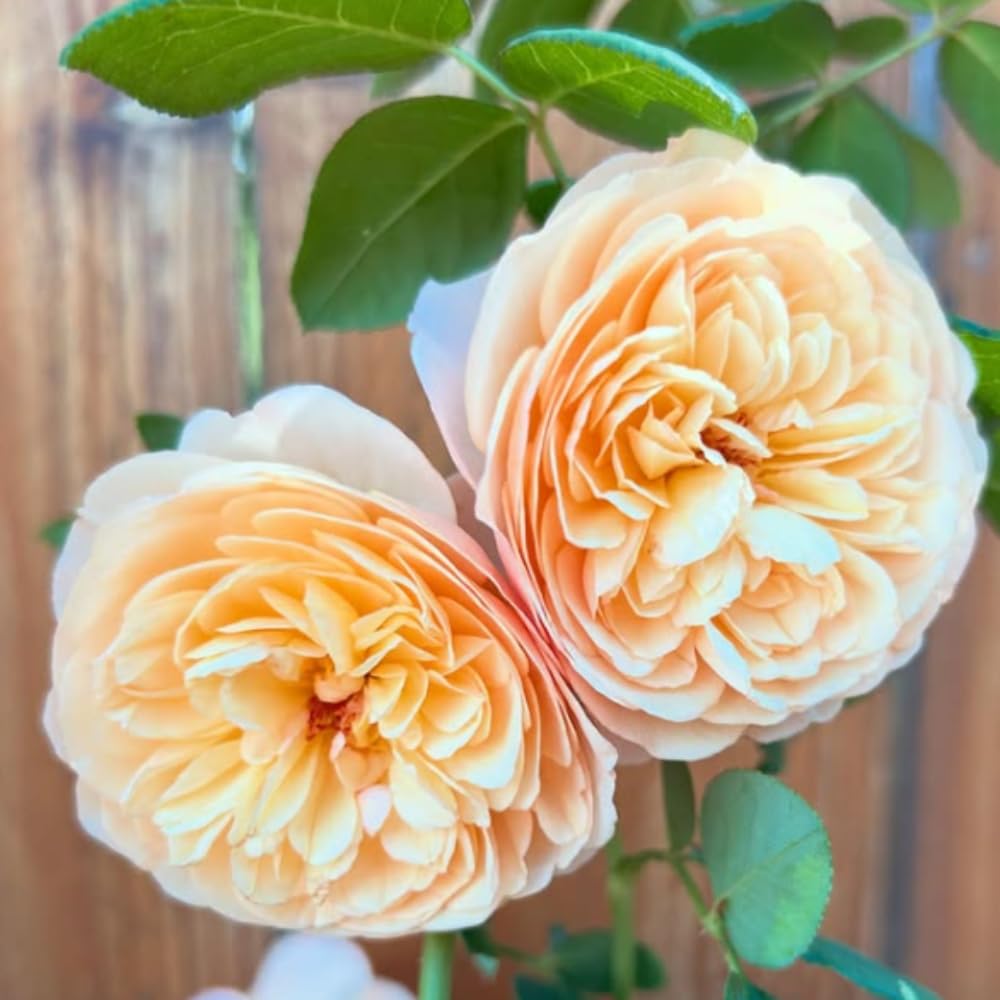 Rose Plant Live Ready to Plant, Fragrant Roses Flowers, in Pot, Ornamental Flowers Indoor Outdoor Home Garden (Apricot Rose)