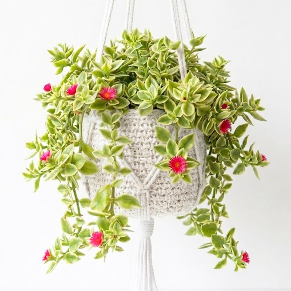 Variegated Ice Plant Live in 4 Inches Pot, Live Rare Succulent from 4 to 6 Inches Height, Variegated Baby Sun Rose Succulents for Hanging Basket