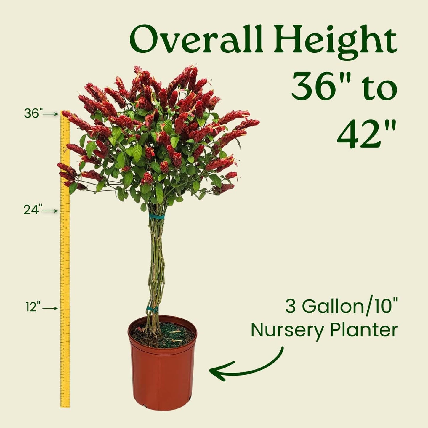 Braided Shrimp Tree - Red Flowers - Overall Height 36" to 42" - Tropical Plants of Florida (Plant Only)