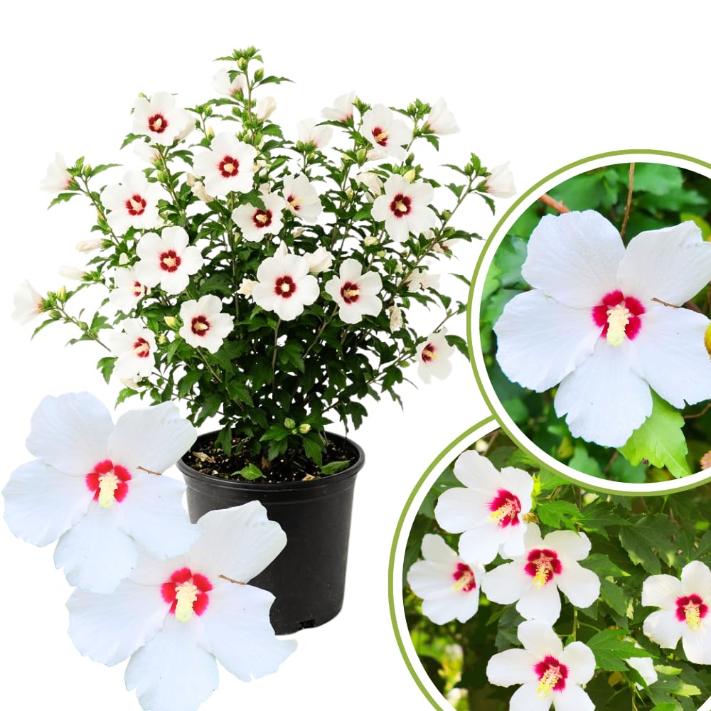 Rose of Sharon Plants Live, Full Rooted from 1.5 to 2.5 Feet Tall, Red White Althea Rose of Sharon Plant, Vibrant Flowers for Summer Color
