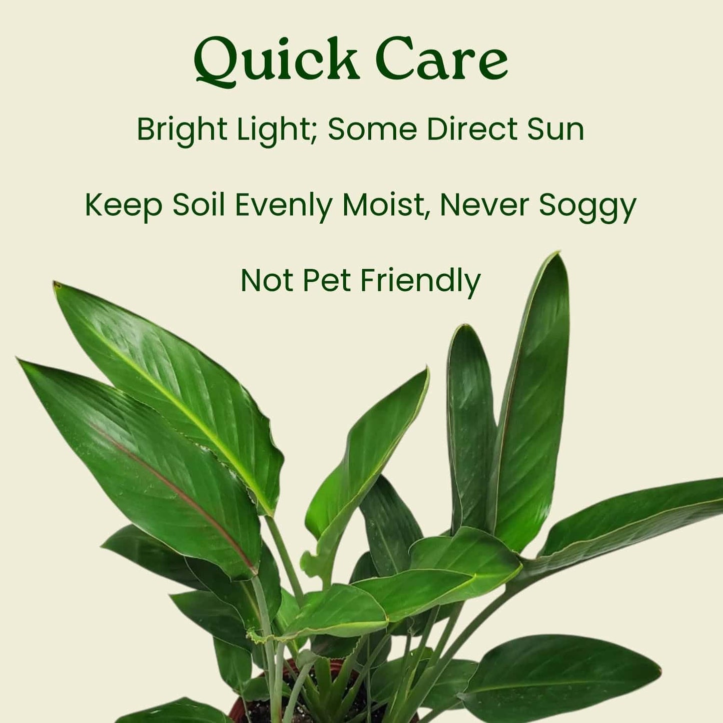 Tropical Plants of Florida Bird of Paradise Live Plant Orange Flower - 3 Gallon 30 to 36 Inch Tall Indoor Outdoor Tropical Foliage Plant