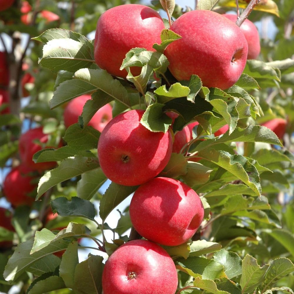 Red Apple Trees Live Plants 3-4 Feet Tall, Sweet Apple Fruit Plants Live 3 Gallon Pot, Hardy Fruit Trees for Planting, No Ship to CA