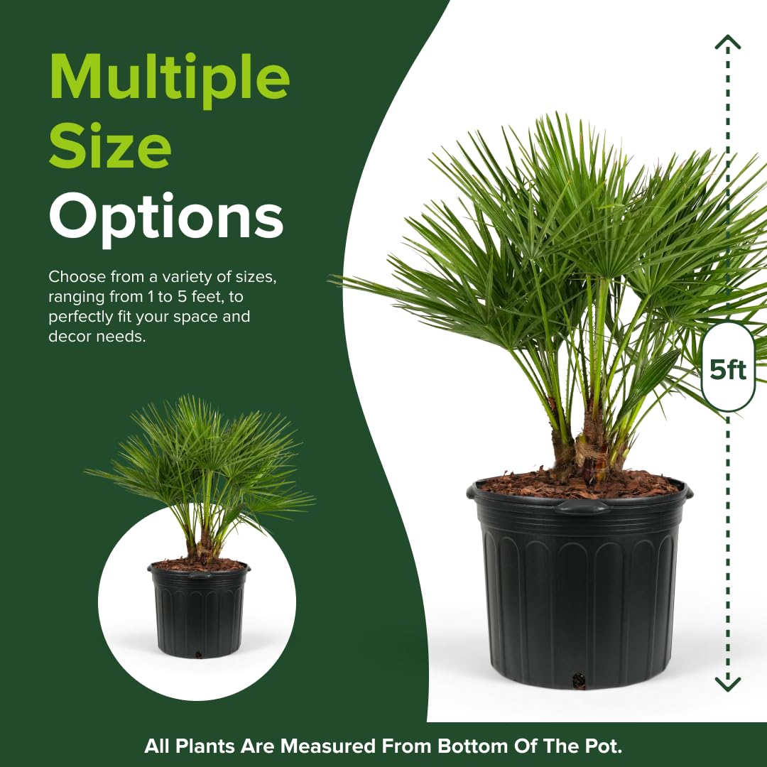 European Fan Palm Tree Multi - Chamaerops Humilis, Cold Hardy Mediterranean Palm, Drought-Tolerant Ornamental Plant for Patios, Gardens, and Landscapes (2gal Pot, 1-2ft)