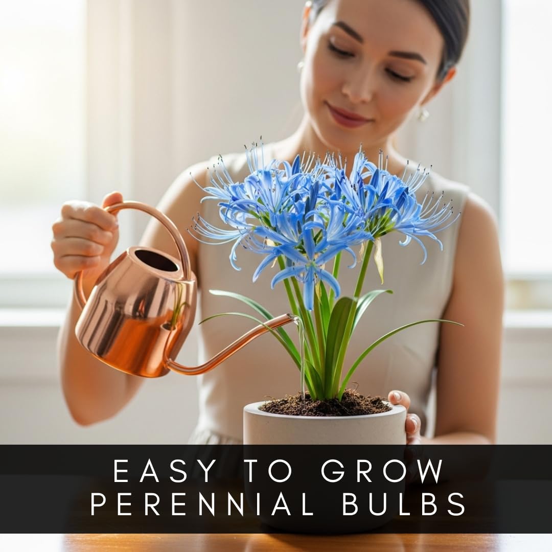 Electric Blue Spider Lily Bulb for Planting (1 Bulb) - Rare Lycoris Variety -Striking Blue Blooms -Easy Care Perennial - Surprise Bloom Flower - Unique Valentine Gift - Cheerful Lily