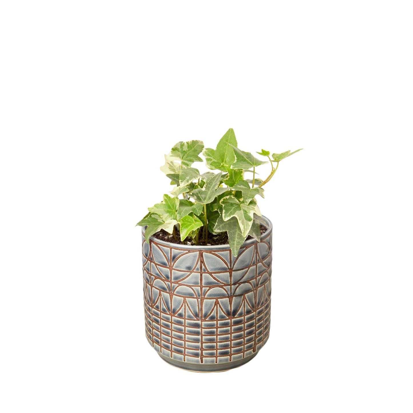 English Ivy 'Glacier' Live Plant for Indoor | Different Houseplants in 4'' & 6'' Pot | Real House Plant for Living Room, Office, Desk & Bathroom | English Ivy | Common Ivy