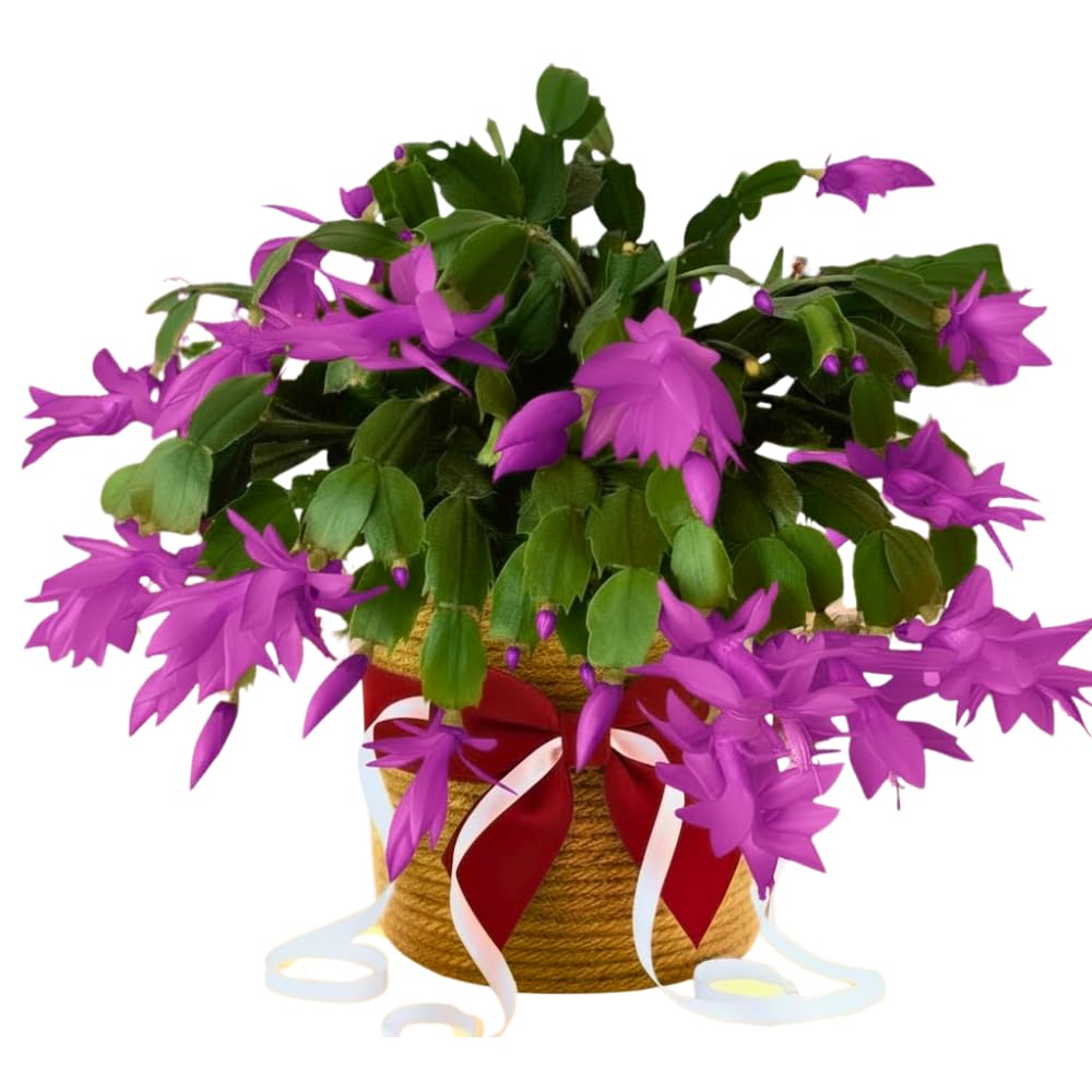 Christmas Cactus Plants Live, Flowering Thanksgiving Cactus with Vibrant Blooms, 4-7'' Tall, Easy-Care Indoor Houseplant (Purple Blooms)