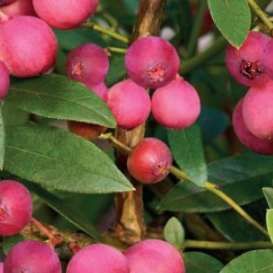Pink Lemonade Blueberry Bush Live Plant, 1-2 Ft Tall, Hardy Blueberry Plant in 1 Gallon Pot, Well-Rooted Fruit Plant, No to CA