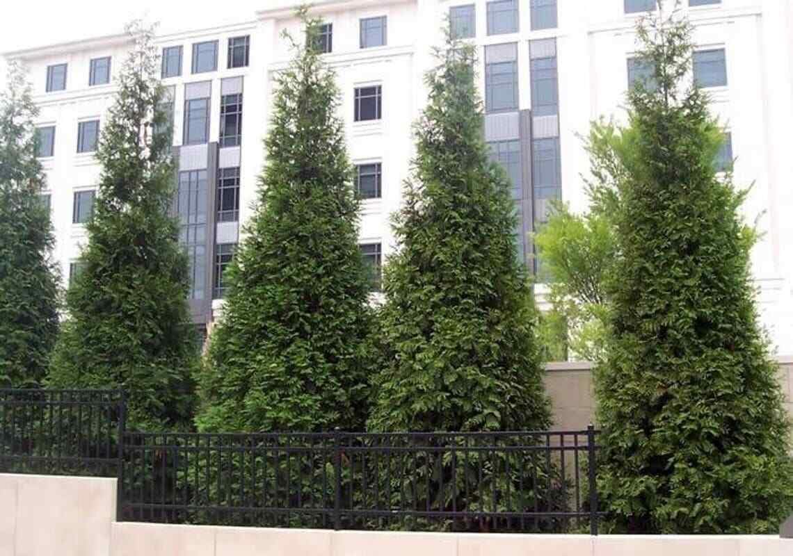 Live Plant - 5 Thuja Green Giant Arborvitae Trees/Shrubs - 6-12" Tall Live Plants, 2.5" Pots