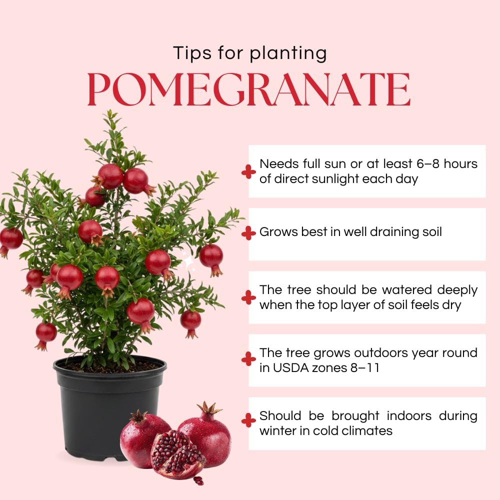 Pomegranate Tree Live Plant, Sweet Pomegranate Plant, 3 Gallon Pot, Ideal for Ornamental and Edible Garden, No Ship to CA