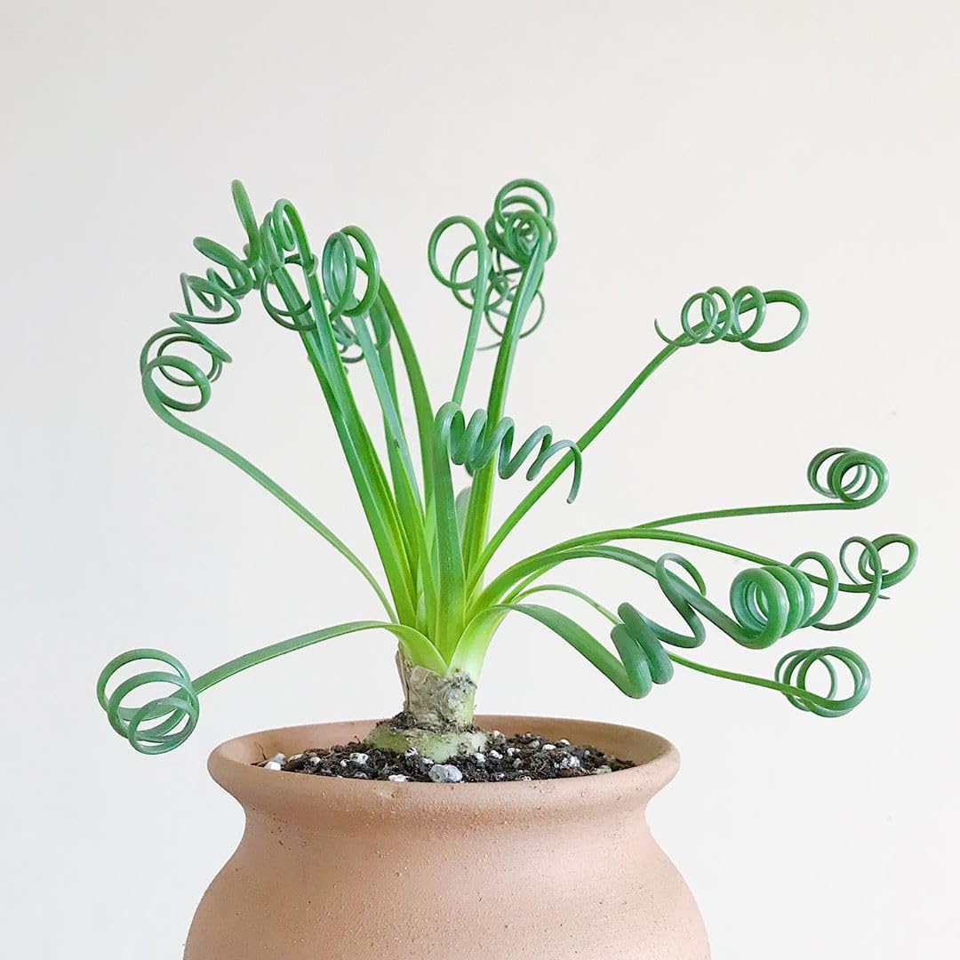 Rare Albuca Spiralis Plant Live in 3" Pot, Corkscrew Frizzle Sizzle Houseplant Ornamental Albuca Spiralis, Curly Grass Succulent Live Plant