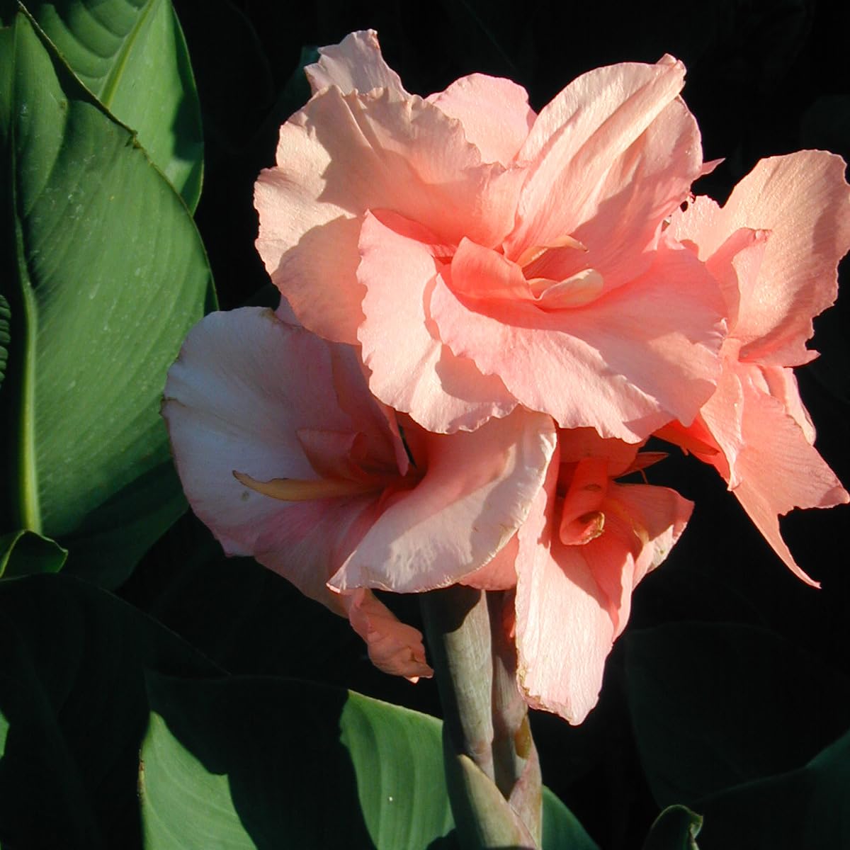 Chinese Coral Canna Lily Bulb – Large Coral Pink Blooms, Bluish Green Foliage, Rare Limited Variety, Zones 3–9, 3–4 Ft Tall, Summer Rhizome, 1 Bulb