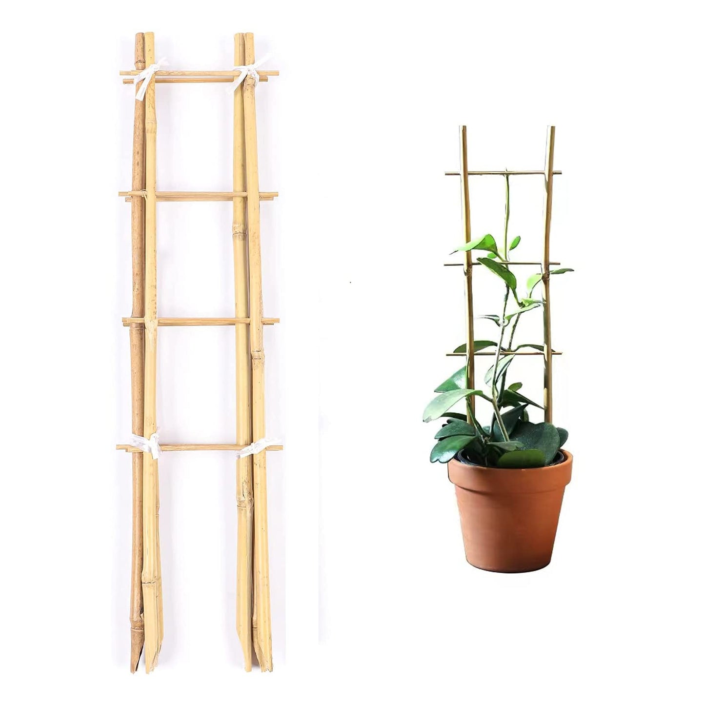 Cambaverd 24 Inch Trellis for Potted Plants, 3 Pack Bamboo Trellis Indoor, Natural Garden Trellis for Climbing Plant Monstera Hoya Vegetables and Fruits