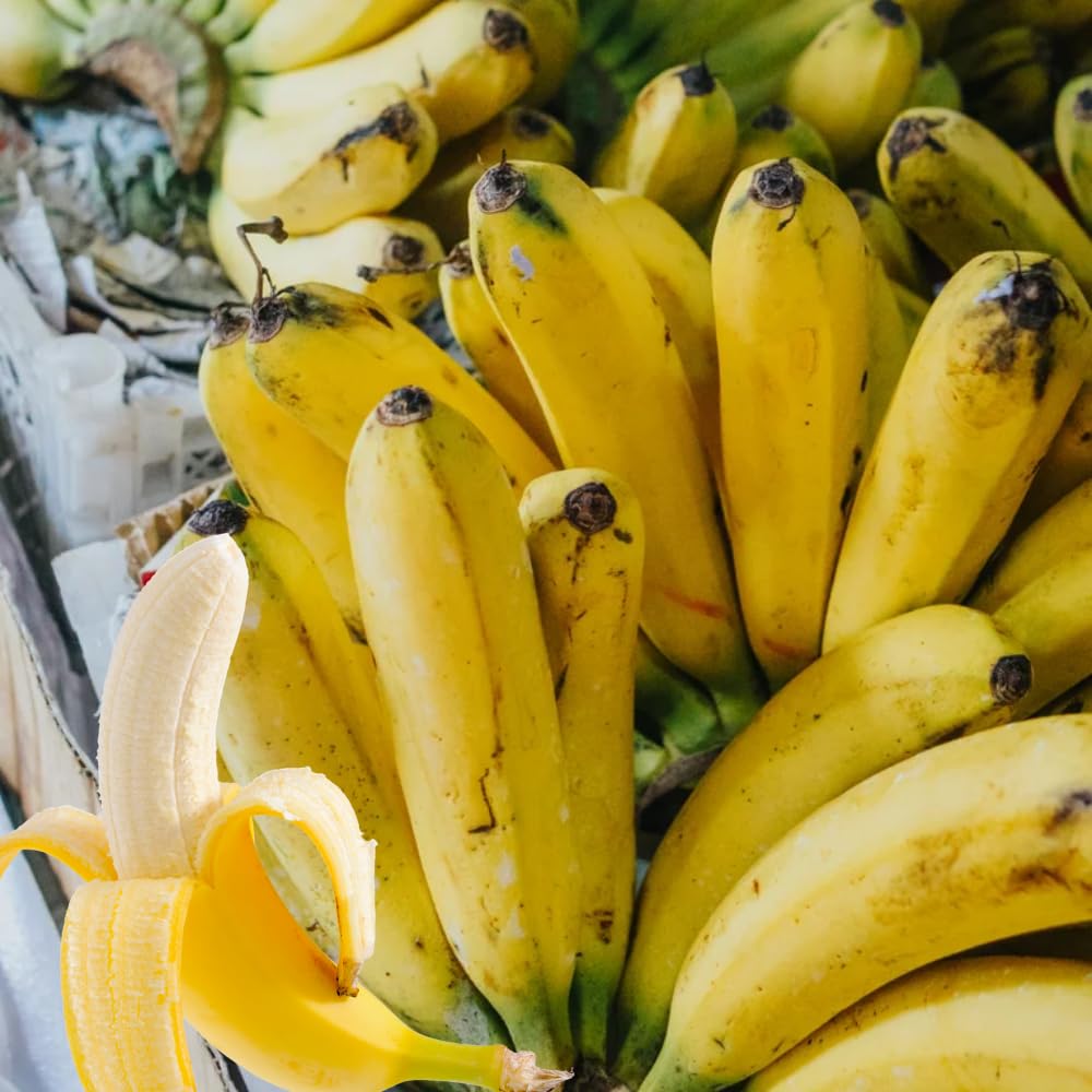 Banana Plant Live, Cold Hardy Tropical Banana, 4-6'' Tall, Starter Plant for Indoor and Outdoor (Grand Nain Banana)