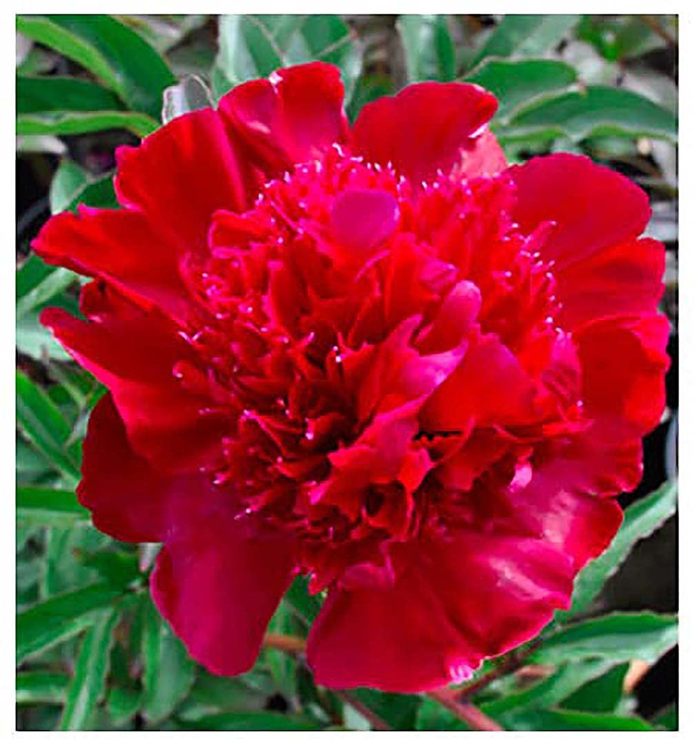 Inspector Laverne - Double Rose Red Peony Bare Root 3-5 Eyes
