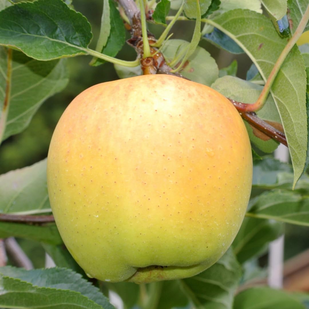 Live Delicious Apple Tree Plant, Sweet Apple Fruit Tree 2-3 Feet Tall in 3 Gallon Pot, Hardy Outdoor Tree, Ready for Planting, No Ship to CA (Yellow Apple)