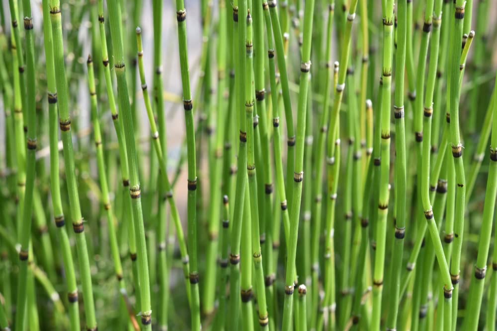 20 Horsetail Plant Cuttings to Grow - Equisetum - Great Aquatic Feature, Koi Pond Aquascape - Looks Like Mini Bamboo