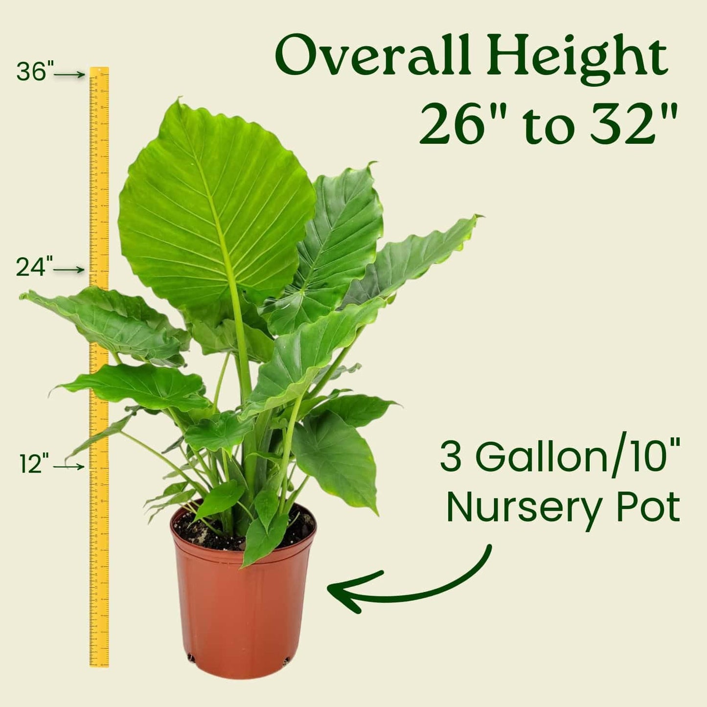 Tropical Plants of Florida Alocasia California Live Plant 3 Gallon 10 Inch Nursery Pot, 26 to 32 Inch Tall Elephant Ear Plant, Tropical Indoor Outdoor Foliage