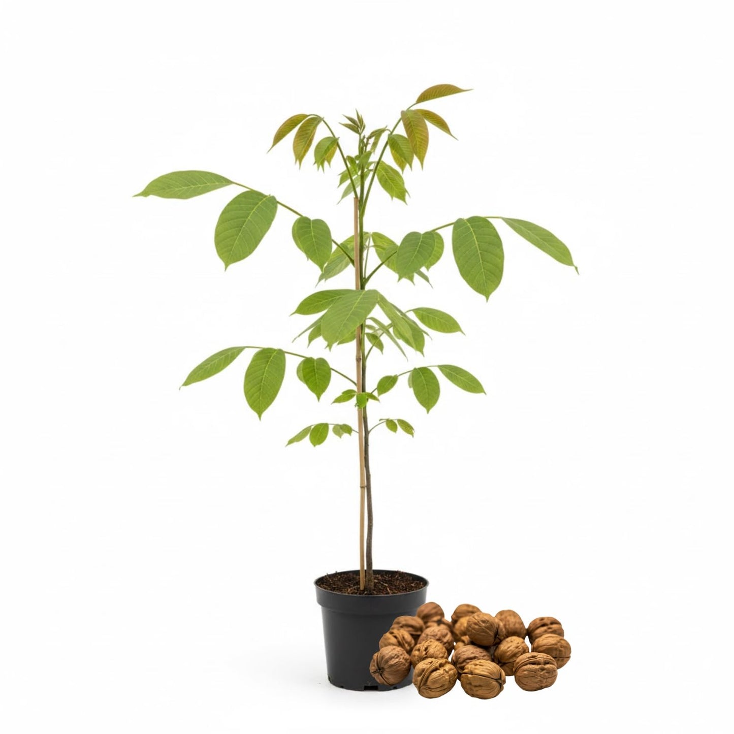 Walnut Tree Live Plant 1-3 Feet Tall, Fast-Growing Nut Tree for Home Gardens, Landscaping Growing