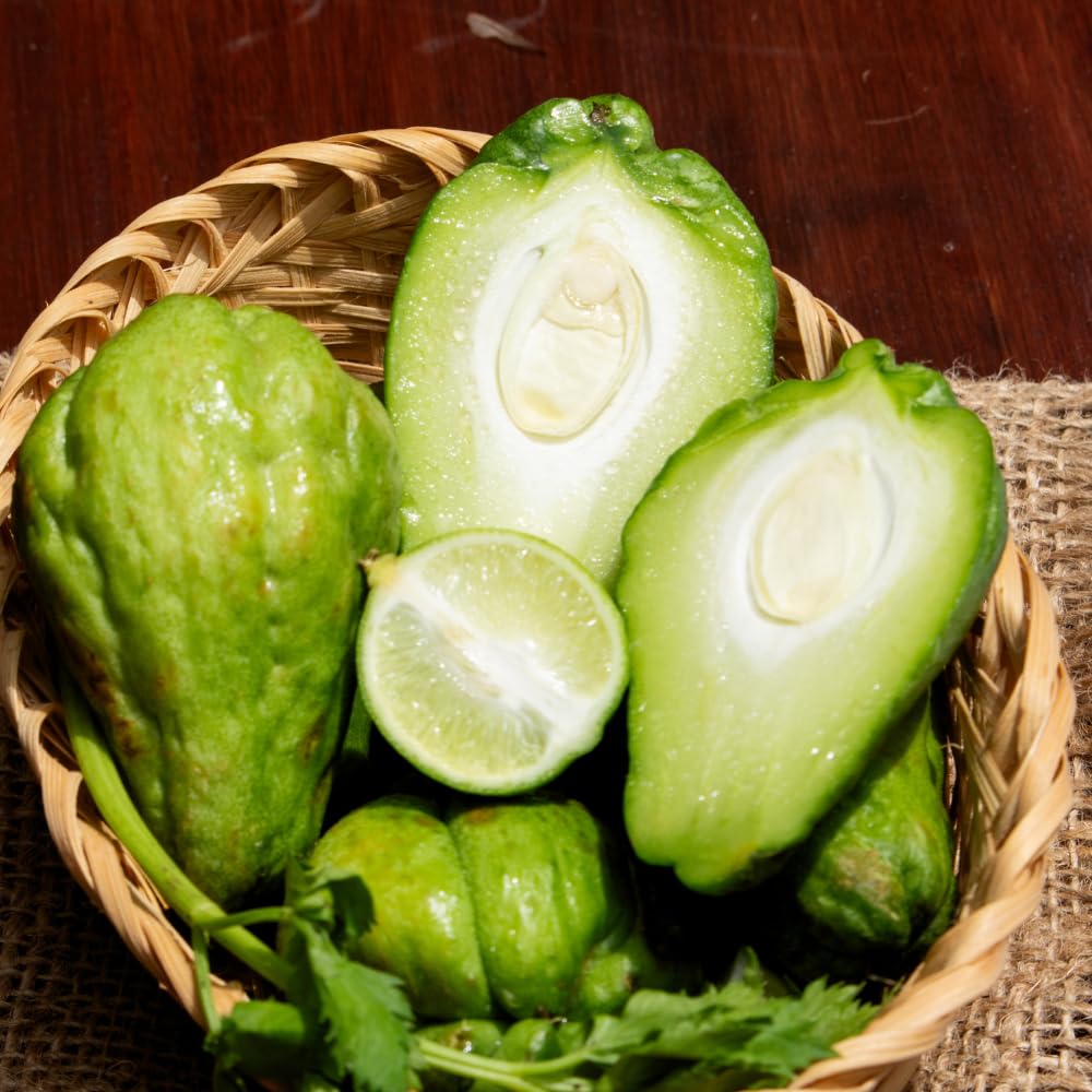 Chayote Squash Plant Live, Chayote Plant, Vegetable Plants, 7 to 9 Inc Tall, Gallon Pot