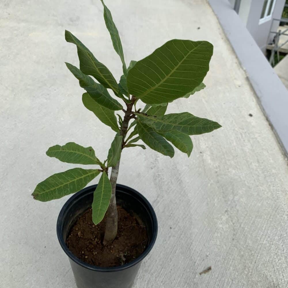 Live Plant - Cashew Nut/Pajuil (Anacardium Occidentale) Tropical Fruit Tree 12”-18” Big