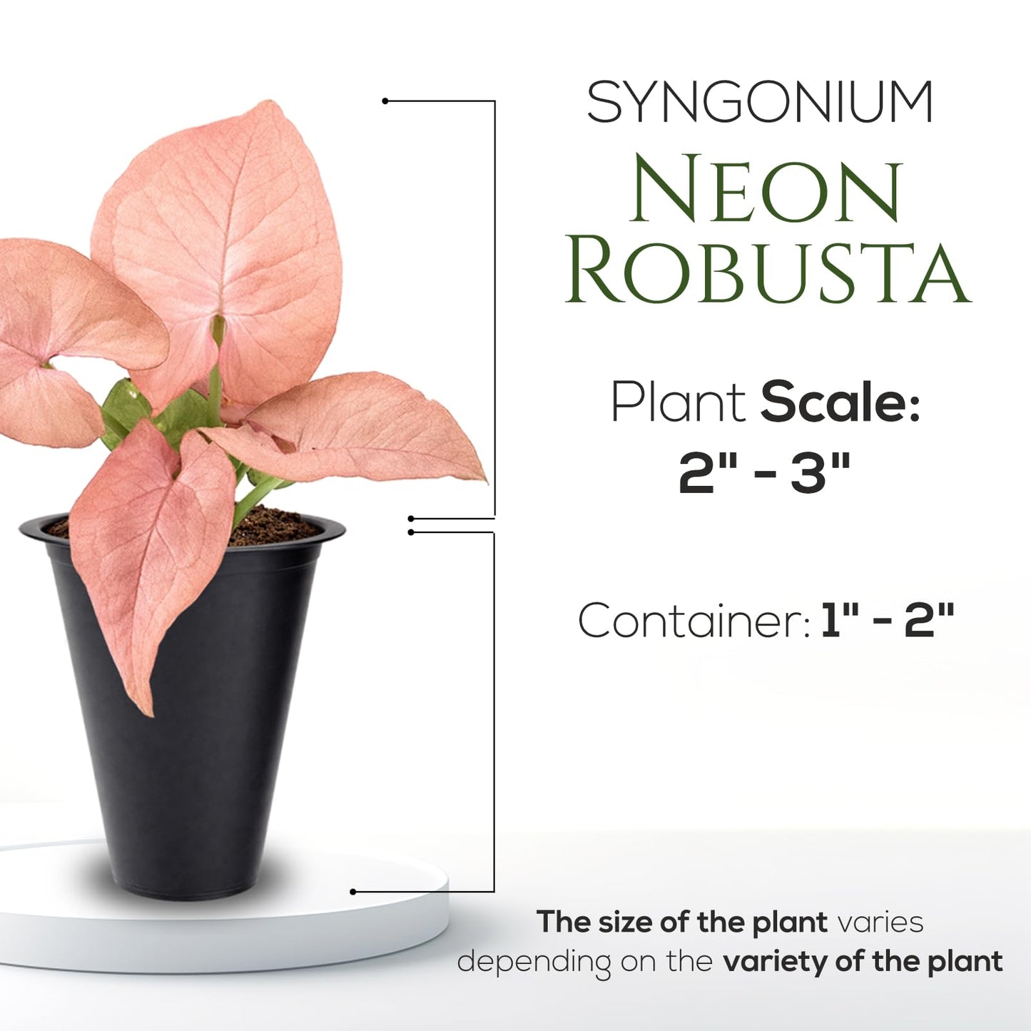 Syngonium Neon Robusta Plant (4 Pack) Live Starter Plants, Pink Arrowhead Vine Houseplants, Easy Care Indoor Tropical Plants Live, Colorful Foliage Plants