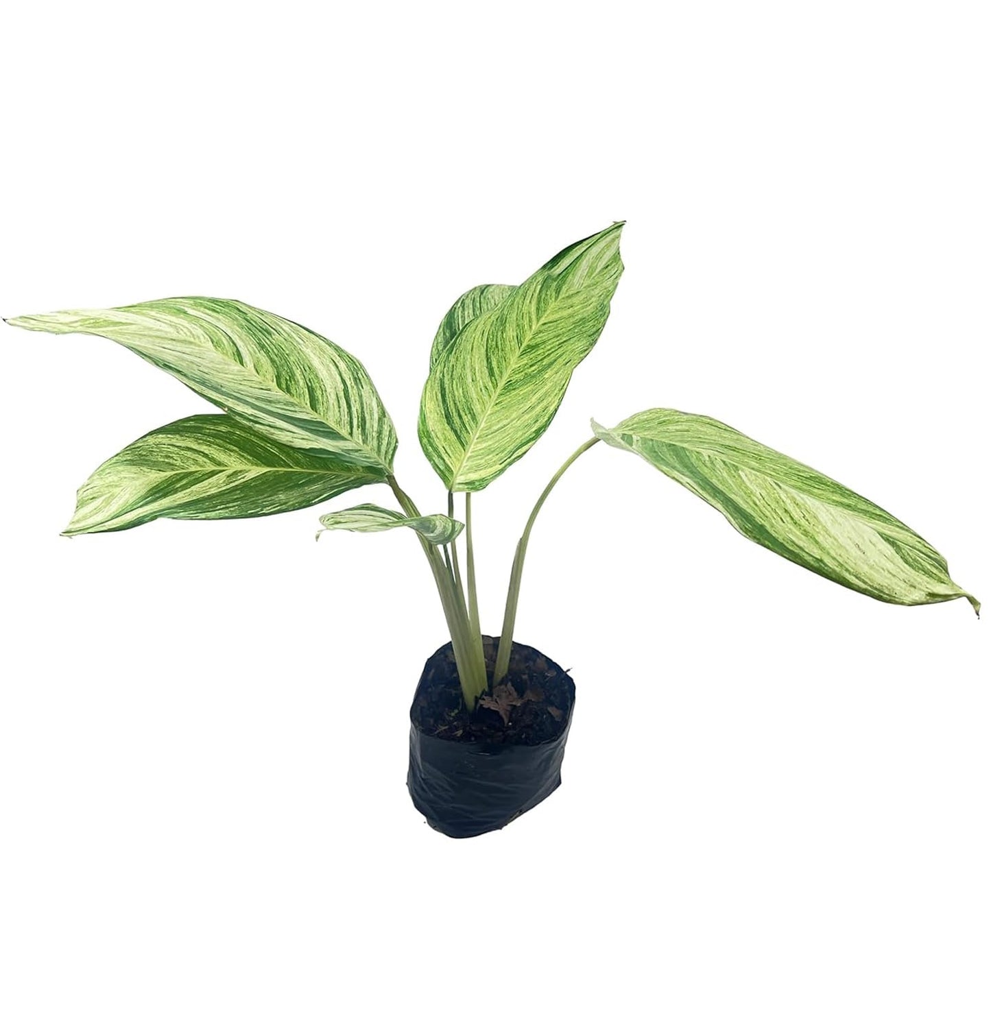 LEAL PLANTS ECUADOR Stromanthe Charlie Variegated, Elegant Variegation & Living Movement Tropical Houseplant, Natural Air Purifier, Perfect for Home Decor, Unique Gift for Plant Lovers