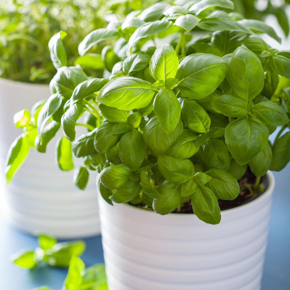 2 Sweet Basil Plants, 4 Inc Pot, Herb Plant Live Planting