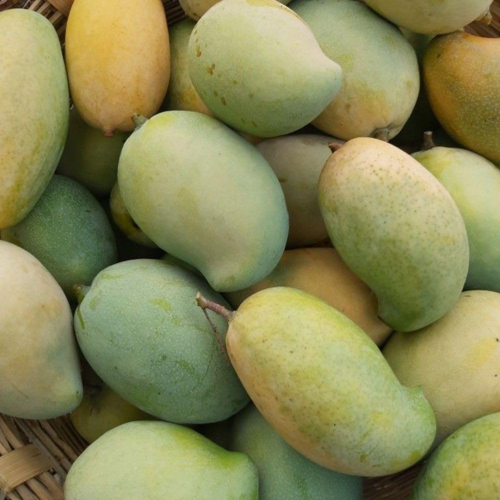 Ice Cream Mango Tree Live Plant, 2-3 Gallon Pot, Mango Plants Live, Grafted Dwarf Tropical Fruit Tree for Patio & Garden