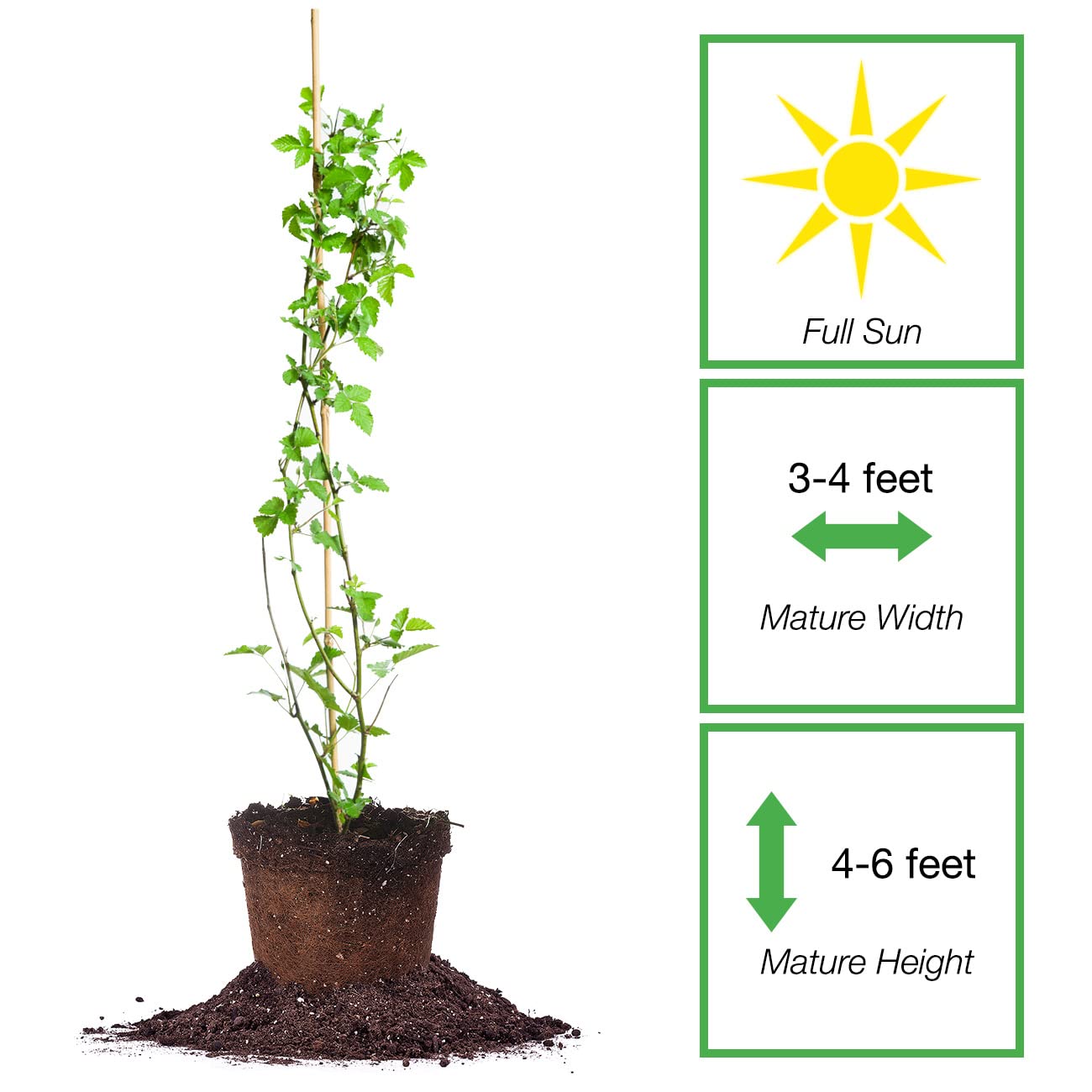 PERFECT PLANTS Perfect Plants Arapaho BlackBerry Bush 3 Gallon | Live Fruit Trees for Outdoor Planting | Self Fertile Blackberries & Thornless for Easy Picking | Sweet & Healthy Black Berries