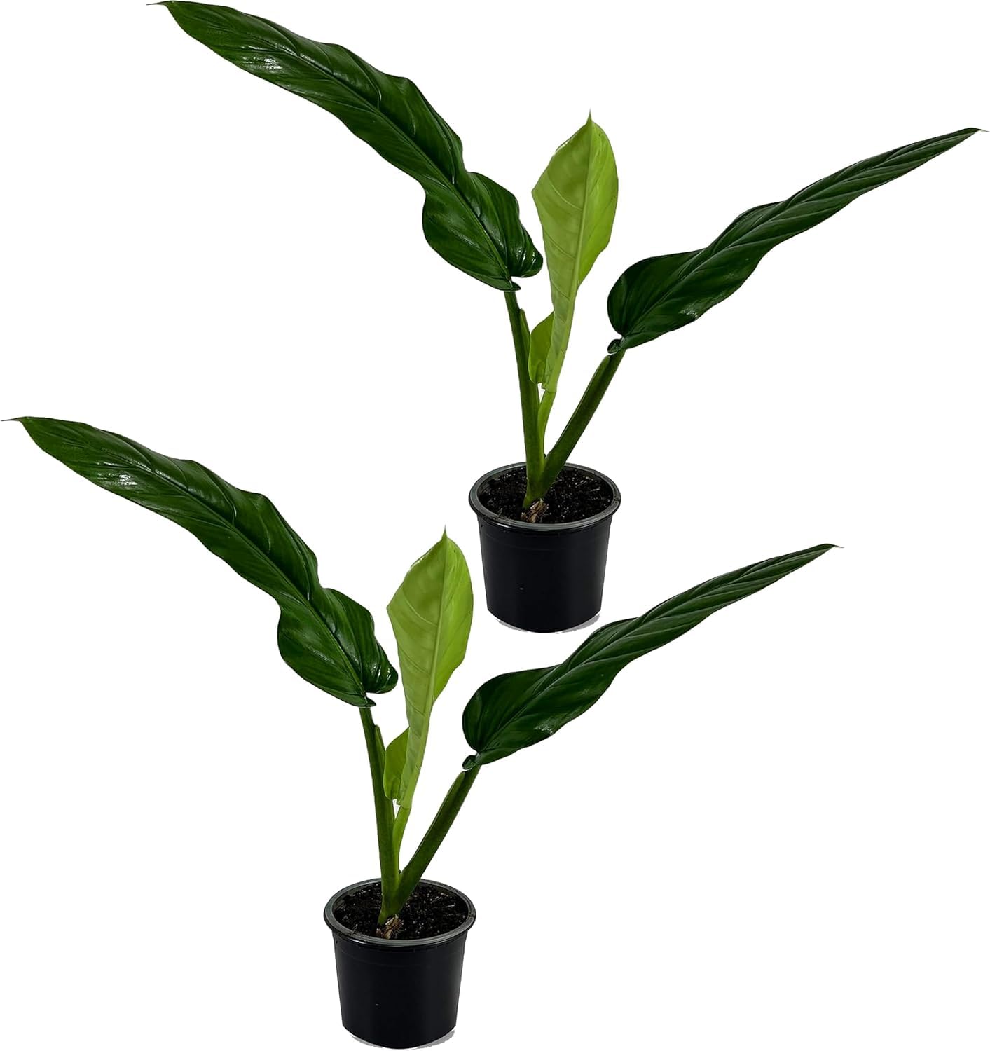 LEAL PLANTS ECUADOR Philodendron Lehmannii (Pack of 2)| Vibrant Live Indoor Plant | Heart-Shaped Elephant Ear Foliage | Air-Purifying Houseplant | Perfect Tropical Touch for Home Décor